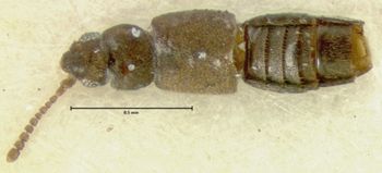 Media type: image;   Entomology 6576 Aspect: habitus dorsal view